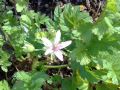 Erodium moschatum